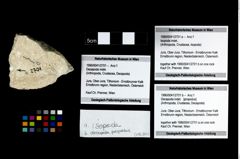 Foto (Objekt + Etikett) von Isopoda indet.  (NHMW-GEO-1990-0041-2701a)